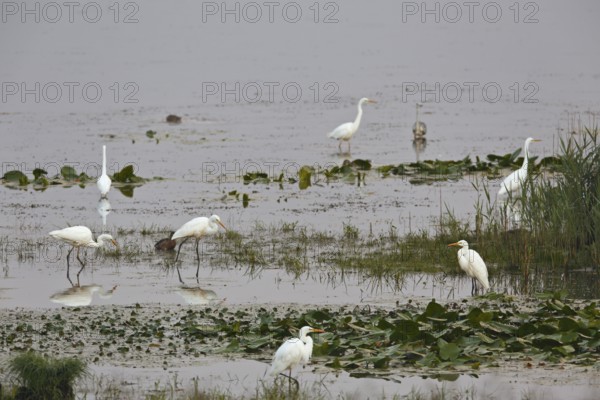 Great egret (Egretta alba) (Syn.: Casmerodius albus), resting troop foraging in shallow water,