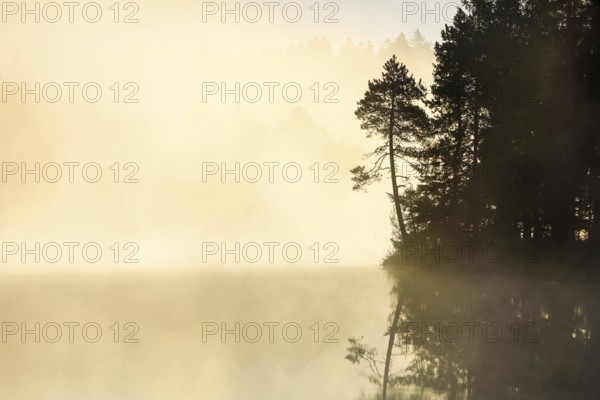 Pine and forest silhouette at sunrise backlit with fog over the bog lake Étang de la Gruère in the