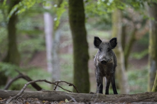 Wild boar, sow in summer
