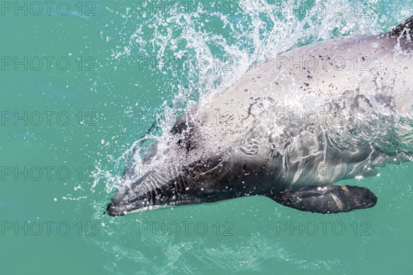 Hector-Delphin (Cephalorhychus hectori), Bootsfahrt, Akaroa, Banks-Halbinsel, Canterbury,