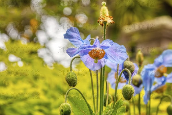 Poppy (Meconopsis), Flowers, Larnach Castle, garden, Dunedin, New Zealand, Oceania
