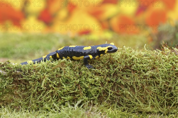 Fire salamander (Salamandra salamandra), running over moss in autumn forest, Indian summer,