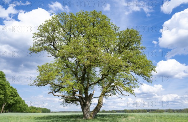 English oak (Quercus robur), solitary standing in a meadow, blue sky and white clouds, Lower