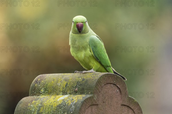 Rose-ringed parakeet (Psittacula krameri) on a gravestone, wildlife, Germany, Europe