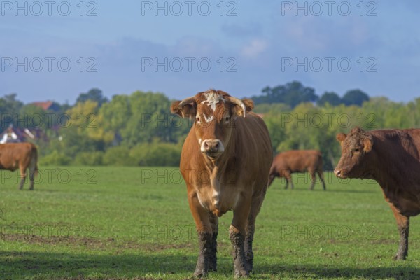 Buntscheck cow on the pasture, Franconia, Bavaria, Germany, Europe