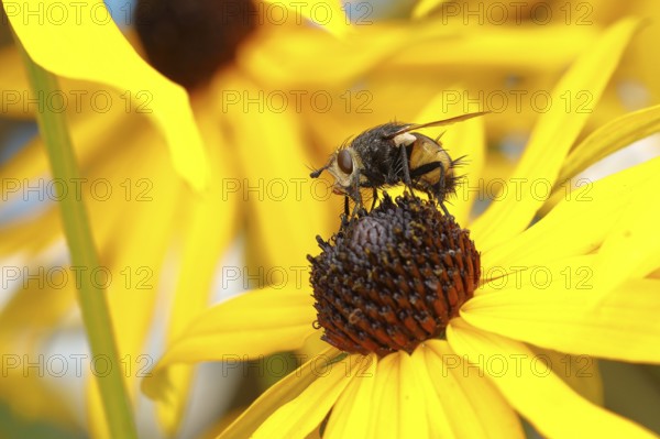 Hedgehog fly (Tachina fera), collecting nectar from a flower of yellow coneflower (Echinacea