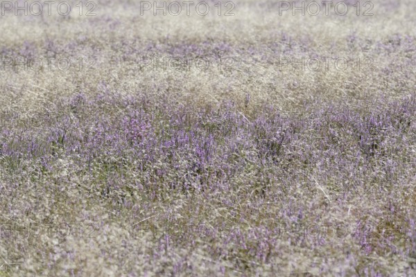 Heathland, Oberoher Heide, flowering common heather (Calluna Vulgaris) and true grasses (Poaceae),