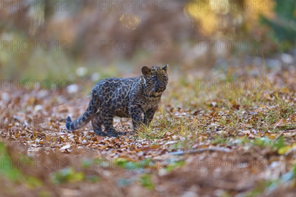 Indian leopard (Panthera pardus fusca), young animal in forest