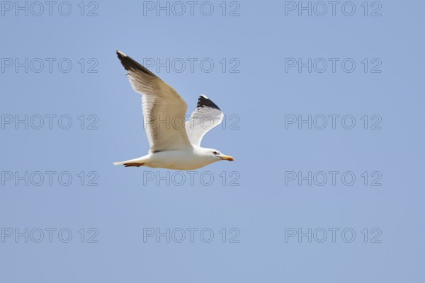 Yellow-legged gull (Larus michahellis) flying in the sky, ebro delta, Catalonia, Spain, Europe