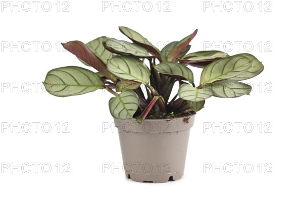 Small tropical 'Ctenanthe Burle Marxii Amagris' houseplant with dark green vein pattern isolated on