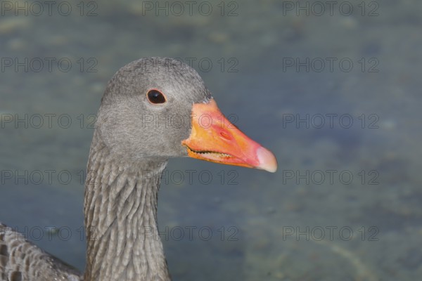Greylag goose (Anser anser), animal portrait, Prien, Chiemsee, Bavaria, Germany, Europe