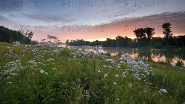 Morning glow on the Old Rhine with valerian (Valeriana officinalis) and deciduous trees, Xanten,