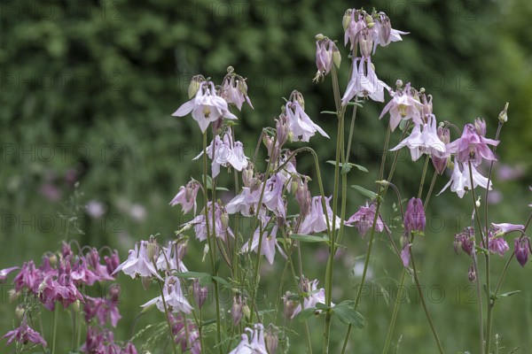 European columbine (Aquilegia vulgaris), Bavaria, Germany, Europe