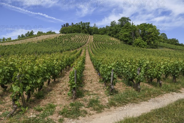 Vineyards near Vézelay, Yonne department, Bourgogne-Franche-Comté region, Burgundy, France, Europe