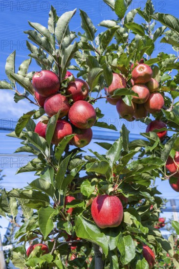 Red apples, ripe for the picking, Bodman-Ludwigshafen, Konstanz district, Baden-Württemberg,