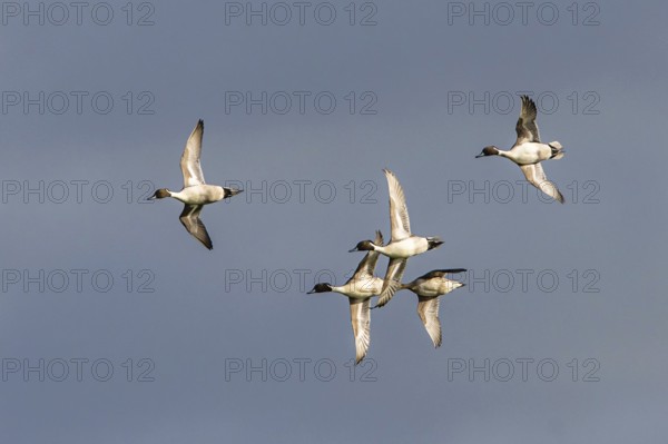 Northern (Anas acuta) Pintail., group of birds in flight