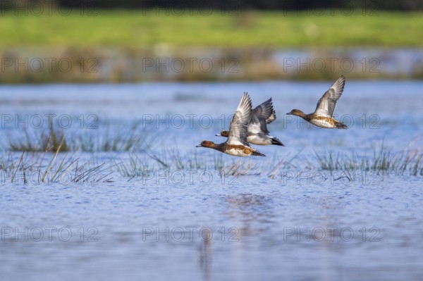 Eurasian Wigeon (Mareca penelope), birds in flight over Marshes