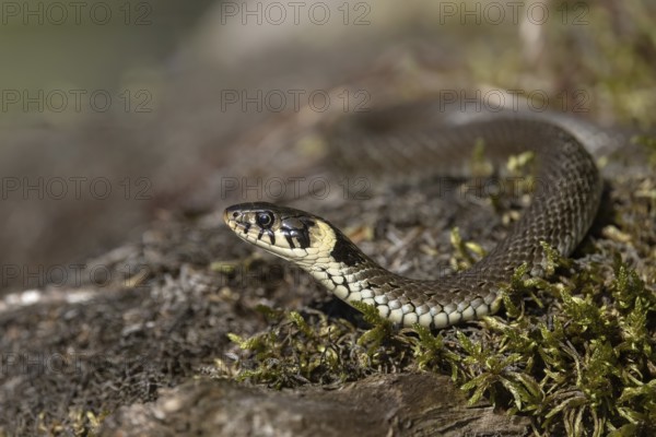 Grass snake on mossy tree trunk, Austria, Upper Austria, Europe