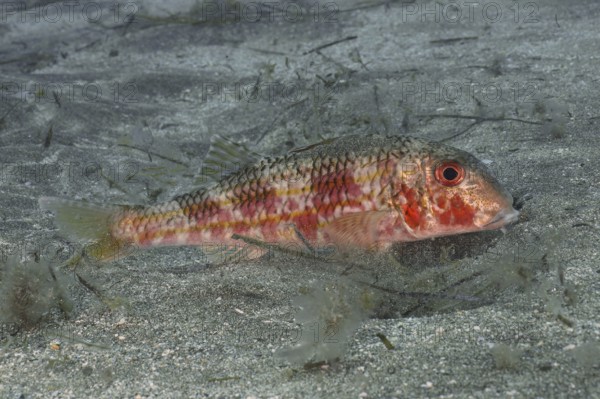 Striped red mullet (Mullus surmuletus), dive site El Cabron Marine Reserve, Arinaga, Gran Canaria,