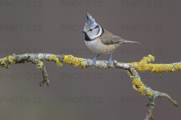 Crested Tit (Lophophanes cristatus), on a branch covered with yellow lichen, Biosphere Reserve,