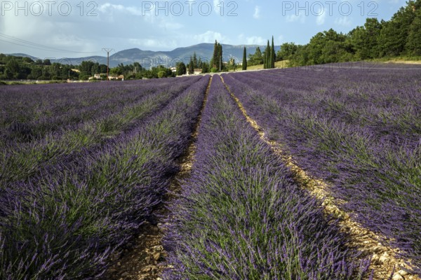 Lavender field, flowering true lavender (Lavandula angustifolia), Roumoules, Plateau de Valensole,
