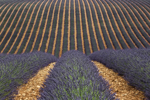 Wavy lavender field, flowering true lavender (Lavandula angustifolia), D56, between Valensole and