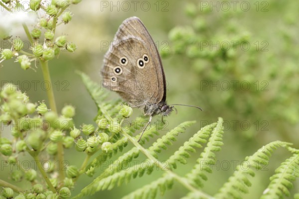 Butterfly, ringlet (Aphantopus hyperantus), butterfly, insect, fern, brown, wings, macro, close-up
