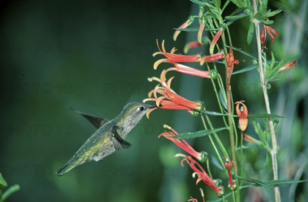 Anna's hummingbird (Calypte anna), female, Arizona, USA, Anna's Hummingbird, Sonoran Desert,
