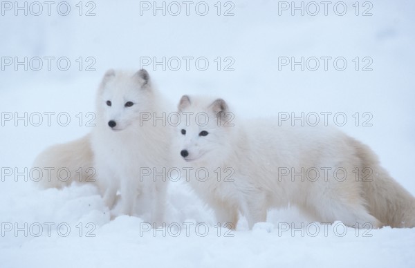 Arctic Foxes (Alopex lagopus) (Vulpes lagopus), pair