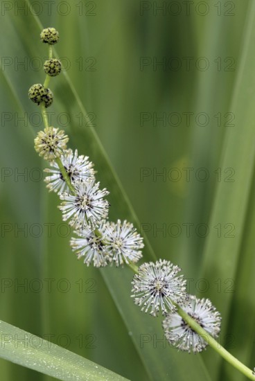 Branched Bur-reed (Sparganium erectum), Germany, Europe