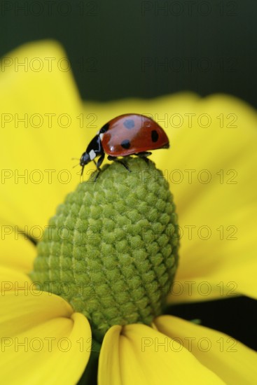 Seven-spott ladybird (Coccinella septempunctata), Europe, Other animals, Insects, Ladybird beetle,