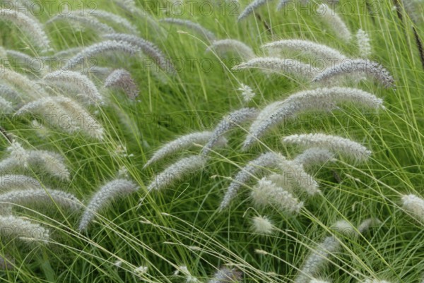 Fountain Grass (Pennisetum alopecuroides), Lampenputzergras, Graeser (Gramineae), Zierpflanzen,