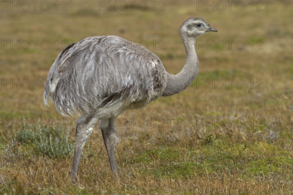 Lesser rhea (Pterocnemia pennata), Patagonia, Chile, South America