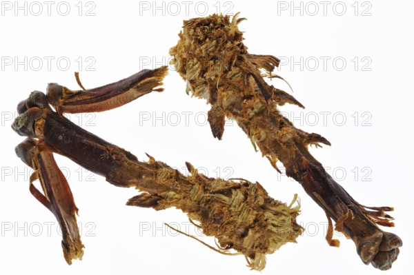 Cones of scots pine (Pinus sylvestris), stripped by red eurasian red squirrel (Sciurus vulgaris),