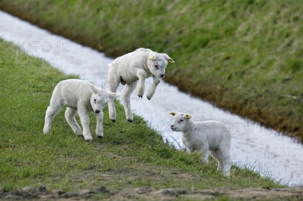 Texel domestic sheep (Ovis aries) Lambs jumping and playing in a meadow, Netherlands