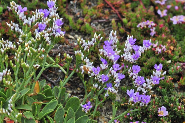 Rock sea lavender, dwarf sea lavender (Limonium binervosum) in flower