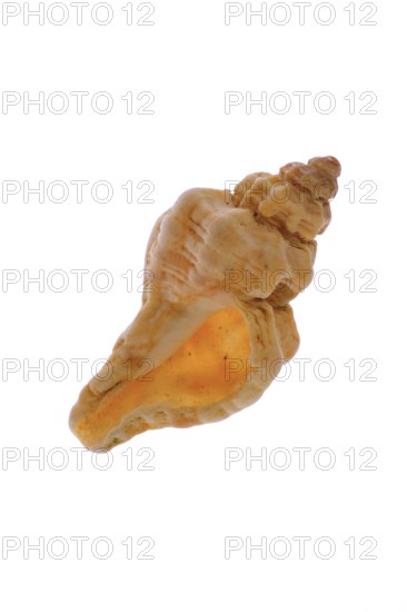 Ocenebra erinaceus (Ocenebra erinacea), Ribbed purple snails, Other animals, Marine snails, Snails,