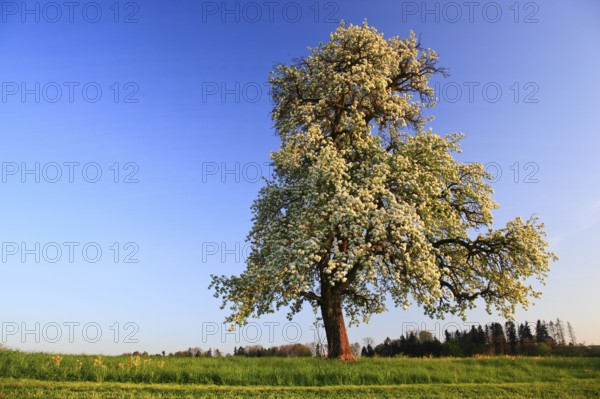 Pear tree in bloom ( Pyrus pyraster) , Pear tree, Switzerland, Europe