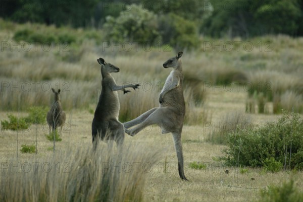 Eastern Grey Kangaroos (Macropus giganteus) Australia