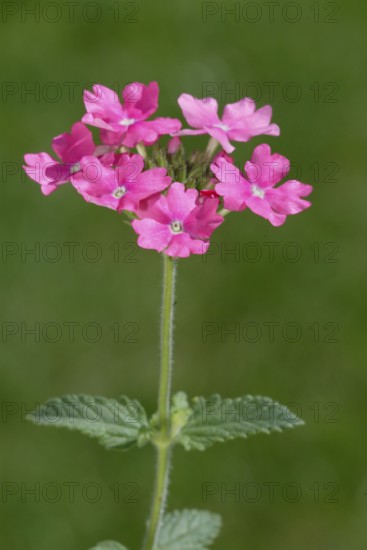 Vervain (Verbena hybride), Verbene, Blumen, flowers, Gartenpflanzen, garden plants,