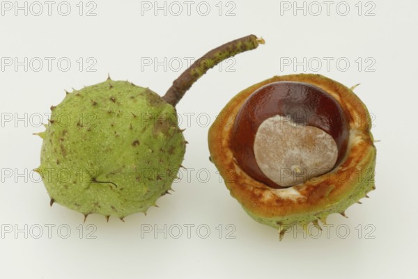 Horse chestnut (Aesculus hippocastanum), Chestnut, Chestnuts