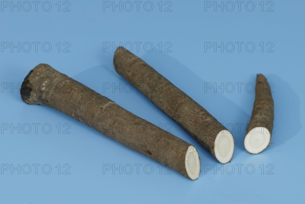 Black Salsify (Scorzonera hispanica), roots, Schwarzwurzel, Wurzeln, Gemuese, vegetable,