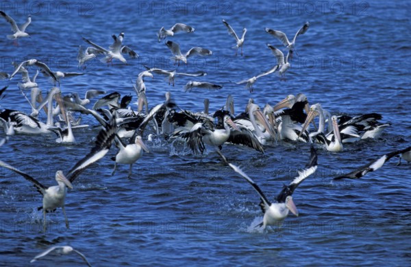 Australian australian pelican (Pelecanus conspicillatus) and gulls, Kangaroo Island, Australia,