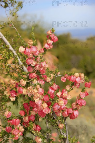 Chinese lantern tree, Western Cape, South Africa (Nymania capensis)
