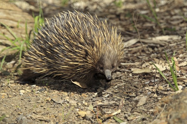 Short-beaked echidna (Tachyglossus aculeatus), South Australia, echidna, egg-laying mammals