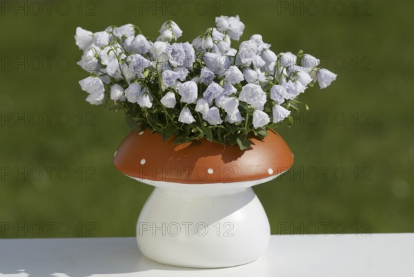 Bellflowers (Campanula) in pot