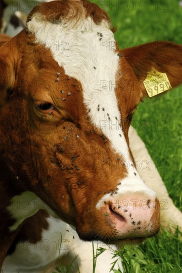 Domestic cattle, cow with flies on its face, fly plague, cows, fly