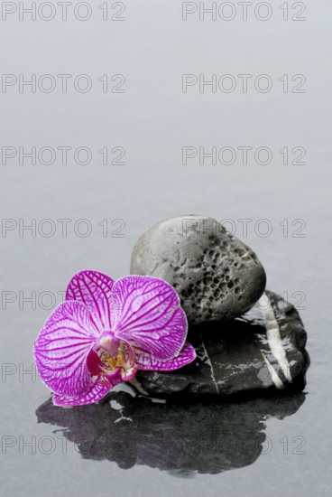 Stone and orchid blossom (Phalaenopsis)
