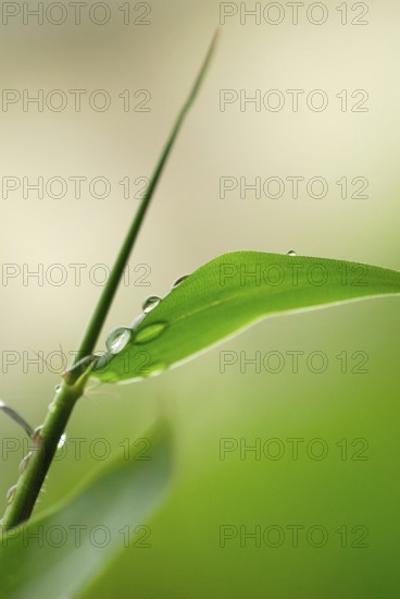 Bamboo leaf with water drops, raindrops