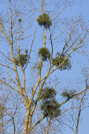 European mistletoe (Viscum album), common mistletoe, hemiparasite growing on poplar branches in